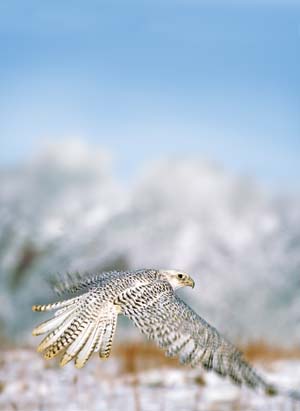 The gyrfalcon is the largest North American falcon, and lives in the Far North and Alaska.